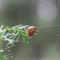 Паук :: Анатолий Бушуев