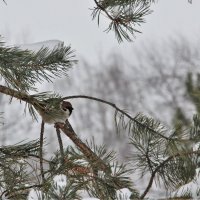 Просто зима. :: Венера Чуйкова