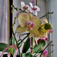 Орхидеи цветут... :: Марина Таврова 