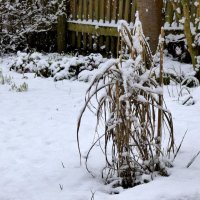 Снег на траве :: Heinz Thorns