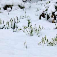 Снег на цветах :: Heinz Thorns