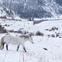 Лошадка в цвет снежного Алтая. :: Елена Савчук 