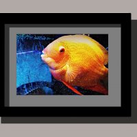 Большая "золотая"рыбка :: Alisia La DEMA