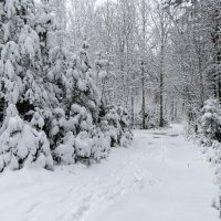 Лес после снегопада. :: Милешкин Владимир Алексеевич 