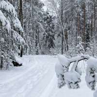 В снежном "царстве". :: Милешкин Владимир Алексеевич 