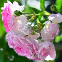 Роза чайная - красота необычайная... :: Тамара Бедай 