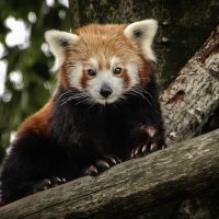 Красная панда :: Alexander Andronik