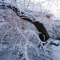 Снежное утро :: Наталья 