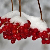 Калина красная ...в январе :: Ольга Митрофанова