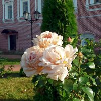 Монастырские розы :: Galina Solovova