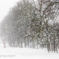 Обильный снегопад в Шумилино. 30.01.2021 :: Анатолий Клепешнёв