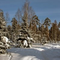 По тропинке в зимний лес :: Валерий Иванович