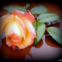 Уходящее лето последнюю розу- От великой любви - прямо на сердце бросило мне.М.Цветаева :: TAMARA КАДАНОВА