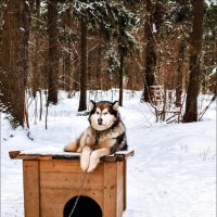 Я хозяин будки! :: Надежда 