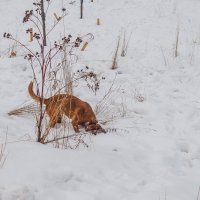 Поиск :: юрий поляков