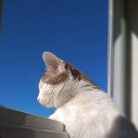 Солнечный котик :: Gala Sarver