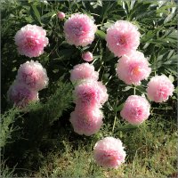 Розовые пионы :: Влад Чуев