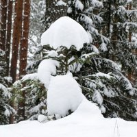 Мороз снежком укутывал ёлочку в лесу. :: Милешкин Владимир Алексеевич 