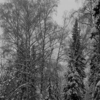 Зима в лесу. :: Радмир Арсеньев