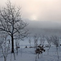 Зимний рассвет. :: Инна Щелокова