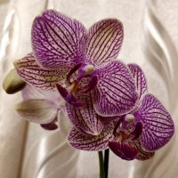 Моя орхидея. :: Ирина ***