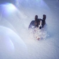 Снежные гонки :: liudmila drake