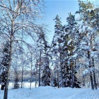 Февраль в сказочном лесу Швеции :: wea *
