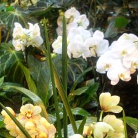 орхидеи :: ольга хакимова