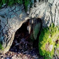 Пещера гномов :: Самохвалова Зинаида 