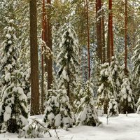 Зимний лес :: Ольга Митрофанова