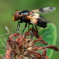 Журчалка прозрачная(лат. Volucella pellucens) :: wea *