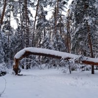 Сломалось дерево в лесу :: Galina Solovova