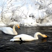 На зимовке :: Татьяна Лютаева