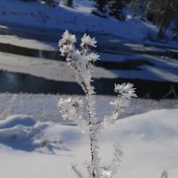 Зимние цветы :: Наталья Ерёменко