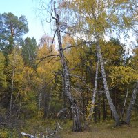 Берёзовая жизнь в осеннем лесу... :: Георгиевич 