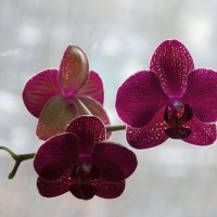 И зимой цветёт орхидея! :: Валентина  Нефёдова 