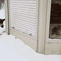 на улице у всех -собачья жизнь :: Любовь 