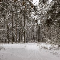 Снежком зима укутала :: оксана 