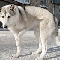 Товарищ фотограф, да не волк я тамбовский, просто кушать очень хочется! :: Андрей Заломленков