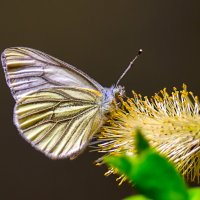 Бабочка белянка лакомится весенним нектаром :: Анатолий Клепешнёв