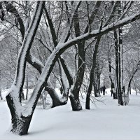 Зима в парке. :: Валерия Комова