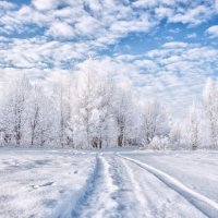 Белым снегом... :: Татьяна Семенова