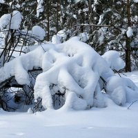Снежный и холодный февраль. :: Милешкин Владимир Алексеевич 