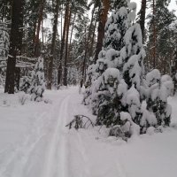 По свежевыпавшему снегу :: Galina Solovova