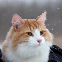 Портрет кота на прогулке :: Наталья Преснякова