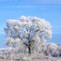 Зимний пейзаж :: Анатолий Клепешнёв