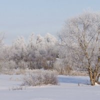 Деревья в инее. :: сергей 