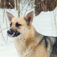 зимние собаки  1 :: Александр Прокудин