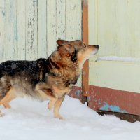 зимние собаки 3 :: Александр Прокудин