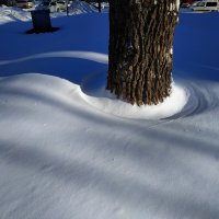 Вопрос ботаникам: почему возникают эти круги в снегу в основании деревьев? :: Андрей Лукьянов